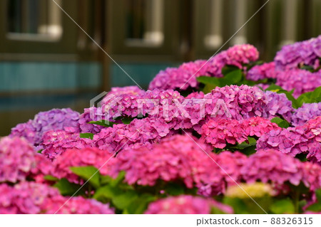 Hydrangea and train Hydrangea and train 88326315