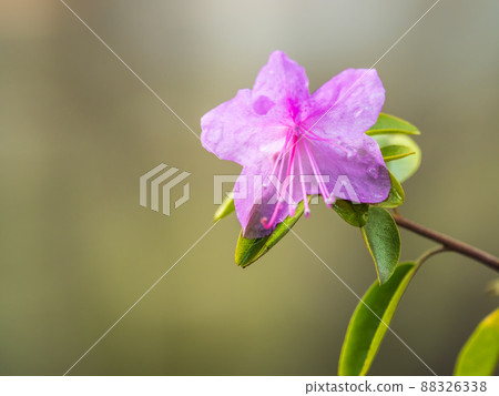 Pink flowers of Siberian rhododendron copy space. Rhododendron Ledebourii. Spring flowering of Altai rhododendron. 88326338