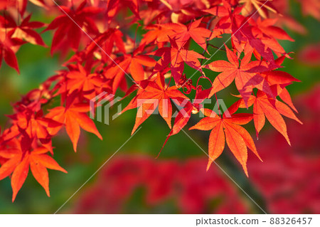 Autumn leaves of Mt. Oyama, Kanagawa Prefecture 88326457