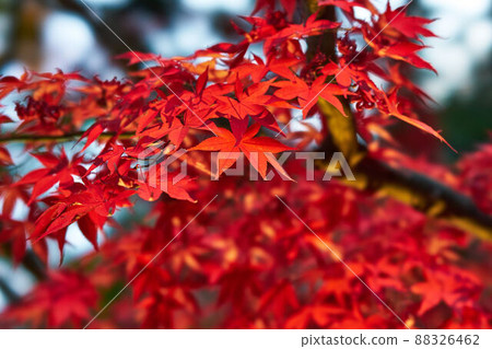 Autumn leaves of Mt. Oyama, Kanagawa Prefecture 88326462