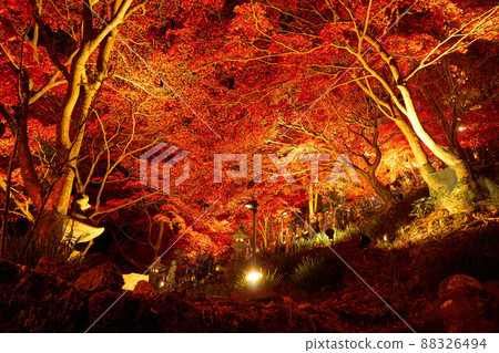 Illumination of autumn leaves on the approach to Oyamadera, Kanagawa Prefecture 88326494