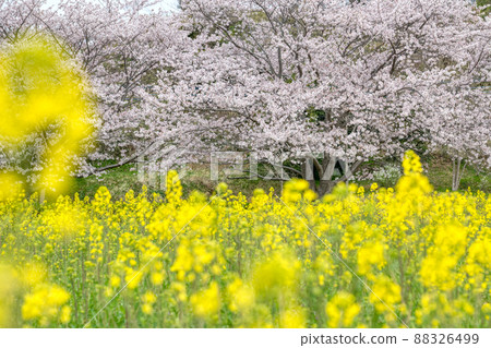 Flower field in Abiko City (rape blossoms and cherry blossoms) 88326499