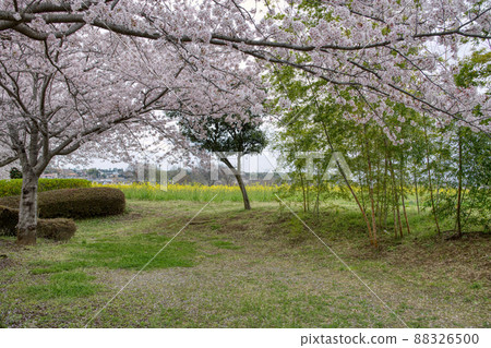 Flower field in Abiko City (Sakura and Bamboo) 88326500