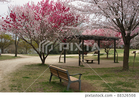 Konoyama Momoyama Park Genpei Momo and Sakura(阿比子市) Konoyama Momoyama Park Genpei Momo and Sakura(阿比子市) 88326508
