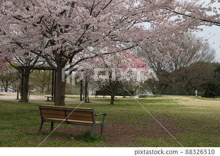 Konoyama Momoyama Park Genpei Momo and Sakura(阿比子市) Konoyama Momoyama Park Genpei Momo and Sakura(阿比子市) 88326510