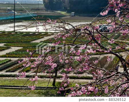 曙山農業公園的櫻花 曙山農業公園的櫻花 88326512
