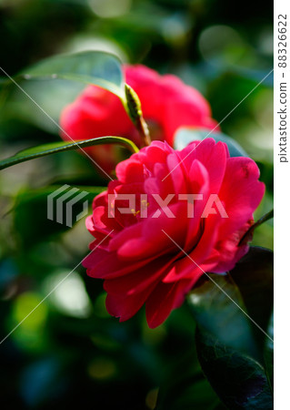 Snowy camellia flower Snowy camellia flower 88326622