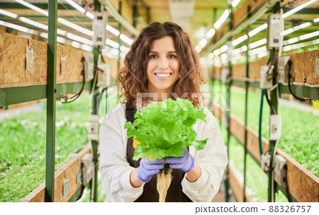 Joyful female gardener looking at camera and smiling while holding green leafy plant lettuce. Young woman in garden gloves standing in aisle between shelves with seedlings in greenhouse. Joyful female gardener looking at camera and smiling while holding green leafy plant lettuce. Young woman in garden gloves standing in aisle between shelves with seedlings in greenhouse. 88326757