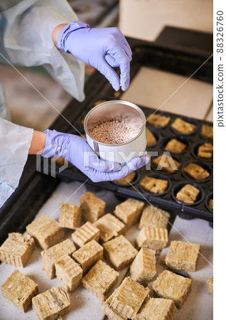Close up of female hands in garden gloves holding plant seeds over table with plastic modular tray and soil sponge plugs. Woman gardener planting seeds in greenhouse. 88326760