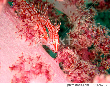 軟珊瑚和兩條長鼻鷹魚 88326797