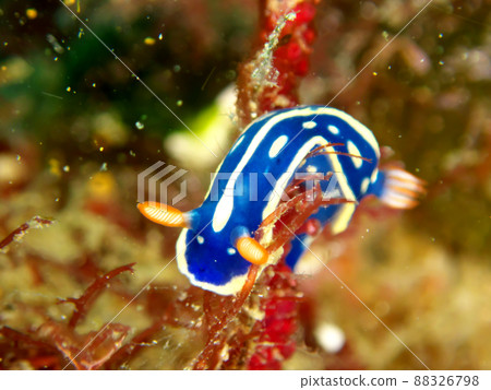 Macro photo of Hypselodoris vulgaris 88326798