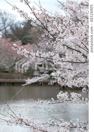 鎌倉鶴岡八man宮的櫻花 鎌倉鶴岡八man宮的櫻花 88326805