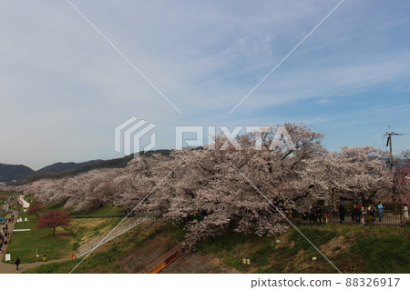 Sewaritei Sakura Festival 淀川公園 櫻花 春天 櫻花 染井 吉野 京阪線 春假 石清水八幡宮站 Sewaritei Sakura Festival 淀川公園 櫻花 春天 櫻花 染井 吉野 京阪線 春假 石清水八幡宮站 88326917