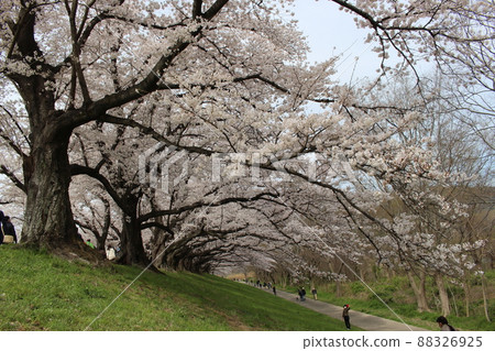Sewaritei Sakura Festival 淀川公園 櫻花 春天 櫻花 染井 吉野 京阪線 春假 石清水八幡宮站 Sewaritei Sakura Festival 淀川公園 櫻花 春天 櫻花 染井 吉野 京阪線 春假 石清水八幡宮站 88326925