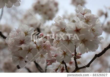 Sewaritei Sakura Festival 淀川公園 櫻花 春天 櫻花 染井 吉野 京阪線 春假 石清水八幡宮站 Sewaritei Sakura Festival 淀川公園 櫻花 春天 櫻花 染井 吉野 京阪線 春假 石清水八幡宮站 88326927