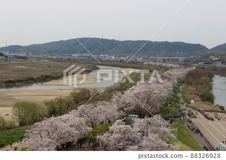 Sewaritei Sakura Festival 淀川公園 櫻花 春天 櫻花 染井 吉野 京阪線 春假 石清水八幡宮站 88326928