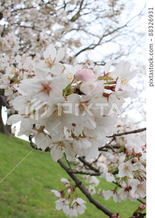 Sewaritei Sakura Festival 淀川公園 櫻花 春天 櫻花 染井 吉野 京阪線 春假 石清水八幡宮站 Sewaritei Sakura Festival 淀川公園 櫻花 春天 櫻花 染井 吉野 京阪線 春假 石清水八幡宮站 88326931