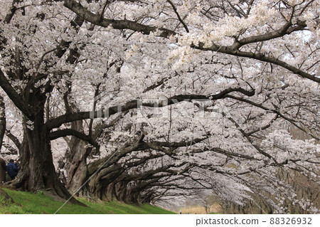 Sewaritei Sakura Festival 淀川公園 櫻花 春天 櫻花 染井 吉野 京阪線 春假 石清水八幡宮站 Sewaritei Sakura Festival 淀川公園 櫻花 春天 櫻花 染井 吉野 京阪線 春假 石清水八幡宮站 88326932