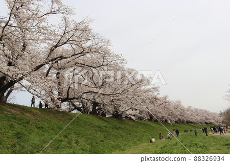 Sewaritei Sakura Festival 淀川公園 櫻花 春天 櫻花 染井 吉野 京阪線 春假 石清水八幡宮站 88326934