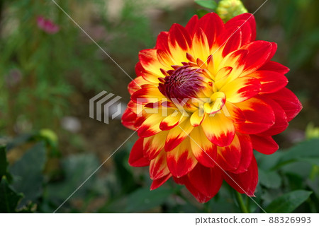 紅黃重瓣大麗花紅黃 紅黃重瓣大麗花紅黃 88326993