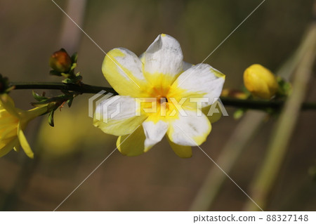 Yellow flowers of winter jasmine blooming in the garden of early spring in Japan 88327148