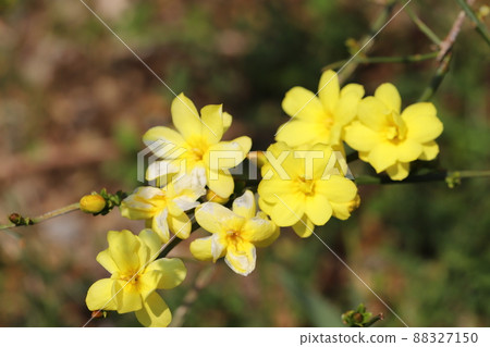 日本早春花園中盛開的冬茉莉黃花 88327150