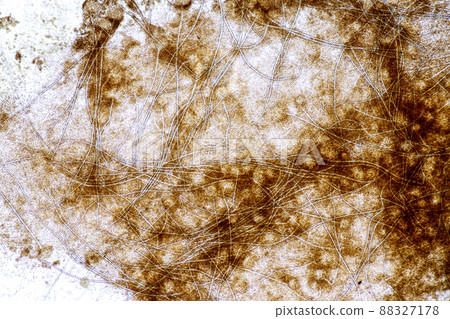 Aspergillus niger and Aspergillus oryzae (mold) under microscope for Microbiology in Lab. Aspergillus niger and Aspergillus oryzae (mold) under microscope for Microbiology in Lab. 88327178