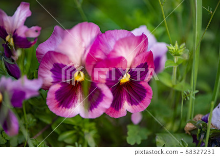 Pansy Pansy 88327231