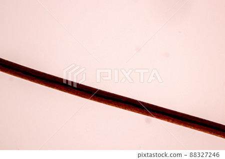 Characteristics of Hair cell of human under microscope view for education in laboratory. Characteristics of Hair cell of human under microscope view for education in laboratory. 88327246