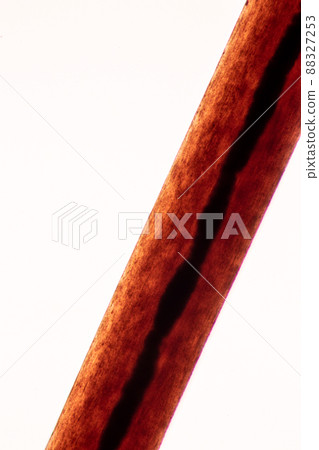 Characteristics of Hair cell of human under microscope view for education in laboratory. Characteristics of Hair cell of human under microscope view for education in laboratory. 88327253