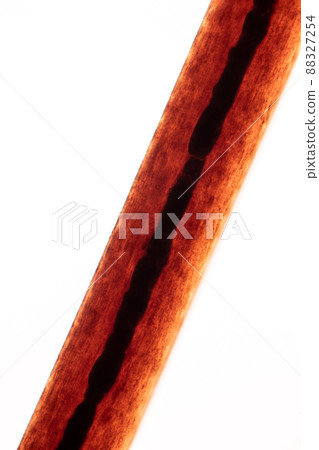 Characteristics of Hair cell of human under microscope view for education in laboratory. 88327254