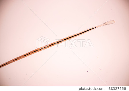Characteristics of Hair cell of human under microscope view for education in laboratory. Characteristics of Hair cell of human under microscope view for education in laboratory. 88327266