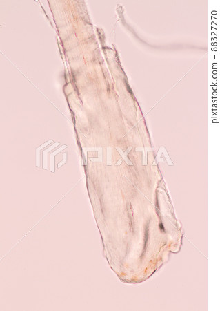 Characteristics of Hair cell of human under microscope view for education in laboratory. Characteristics of Hair cell of human under microscope view for education in laboratory. 88327270