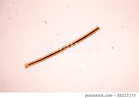 Characteristics of Hair cell of human under microscope view for education in laboratory. 88327273