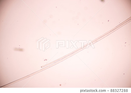 Characteristics of Hair cell of human under microscope view for education in laboratory. Characteristics of Hair cell of human under microscope view for education in laboratory. 88327288