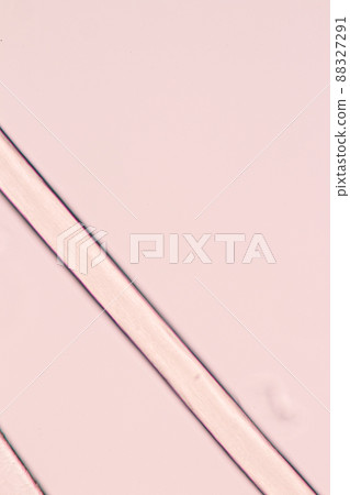 Characteristics of Hair cell of human under microscope view for education in laboratory. Characteristics of Hair cell of human under microscope view for education in laboratory. 88327291