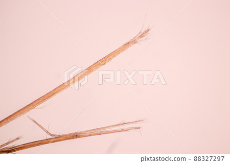 Characteristics of Hair cell of human under microscope view for education in laboratory. 88327297