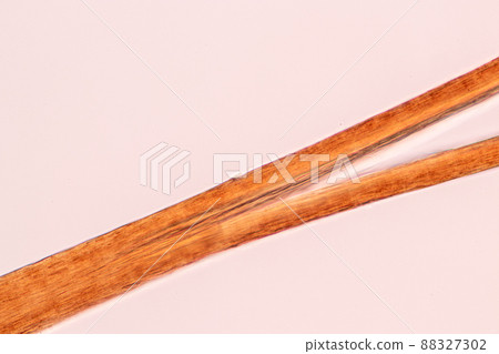 Characteristics of Hair cell of human under microscope view for education in laboratory. Characteristics of Hair cell of human under microscope view for education in laboratory. 88327302