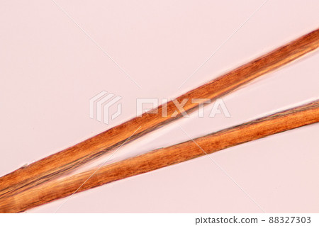 Characteristics of Hair cell of human under microscope view for education in laboratory. Characteristics of Hair cell of human under microscope view for education in laboratory. 88327303