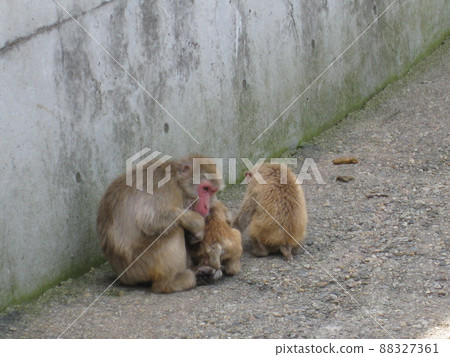 A photo of three monkeys from Kusatsu Tropical Wonderland A photo of three monkeys from Kusatsu Tropical Wonderland 88327361