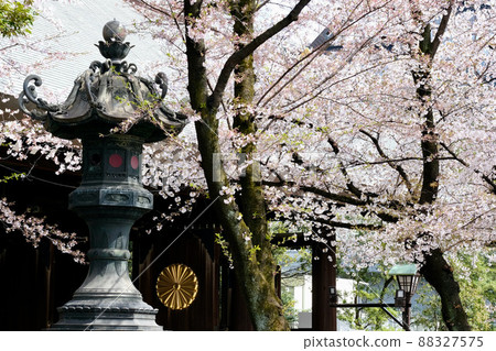 [東京]靖國神社的櫻花（春季） 88327575