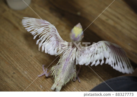 玄鳳幼鳥 玄鳳幼鳥 88327773