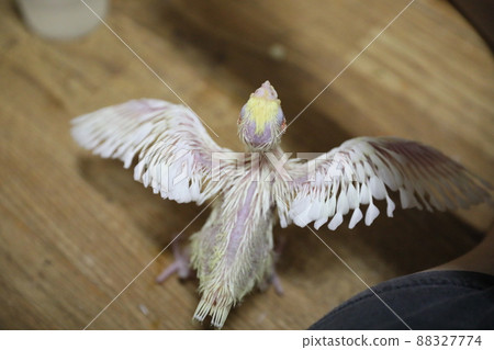 Xuanfeng Baby Bird 88327774