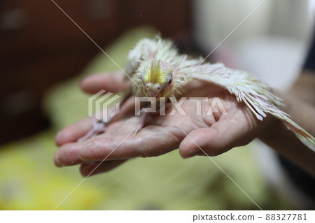 玄鳳幼鳥 88327781