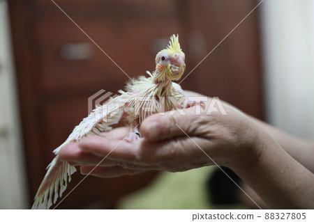 玄鳳幼鳥 88327805