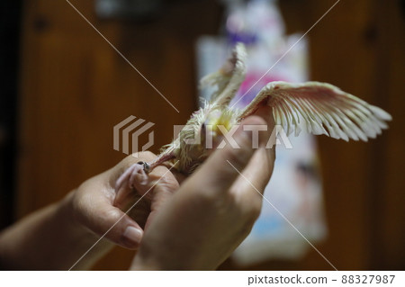 玄鳳幼鳥 88327987