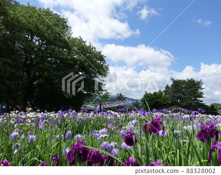 Iris in full bloom Ayame Nagai Ayame Park Iris in full bloom Ayame Nagai Ayame Park 88328002