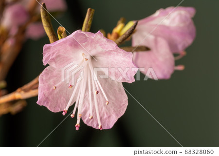Beautiful flower of Siberian wild rosemary Rhododendron Ledebourwith bright delicate spring pink flowers close-up. 88328060