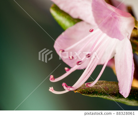 Beautiful flower of Siberian wild rosemary Rhododendron Ledebourwith bright delicate spring pink flowers close-up. 88328061