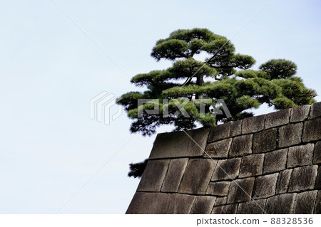 [東京]皇居東園石垣松 88328536